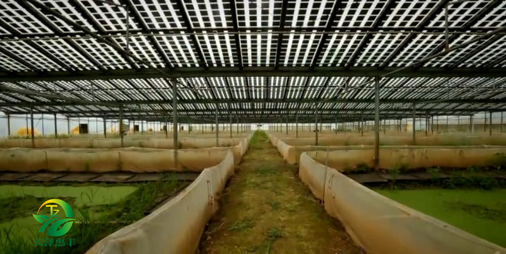 青蛙怎么飼養(yǎng)圖片/青蛙怎么飼養(yǎng)樣板圖 (4)