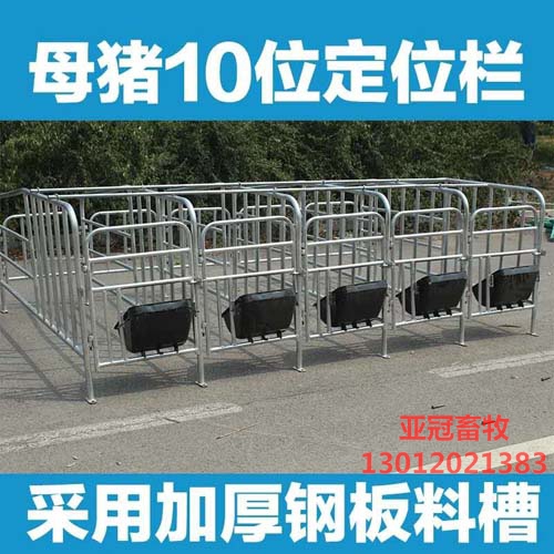 母豬定位欄圖片/母豬定位欄樣板圖 (1)