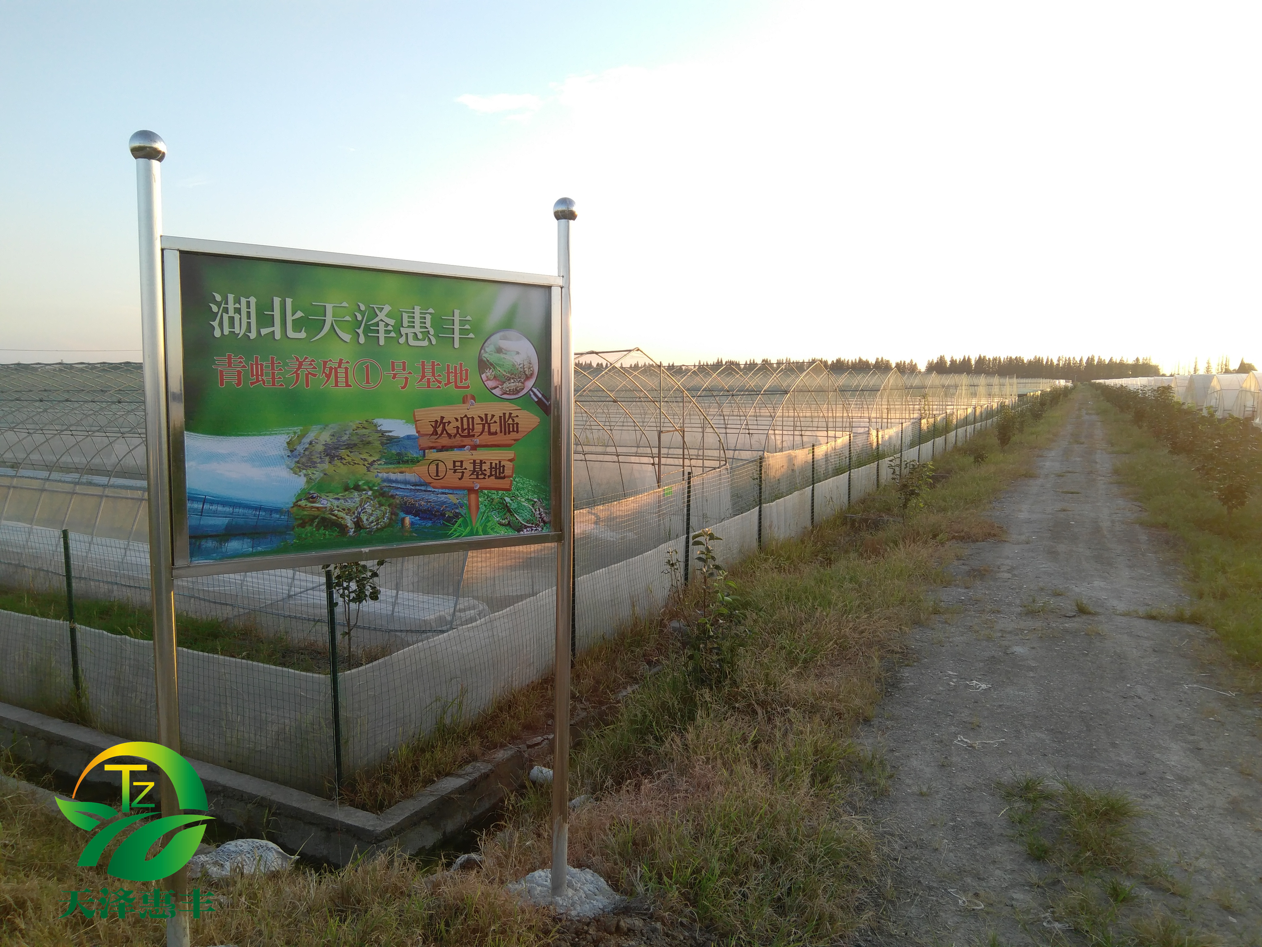 青蛙養(yǎng)殖圖片/青蛙養(yǎng)殖樣板圖 (3)