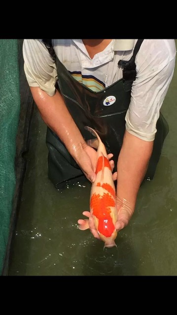 錦鯉觀賞魚養(yǎng)殖場(chǎng)圖片/錦鯉觀賞魚養(yǎng)殖場(chǎng)樣板圖 (2)