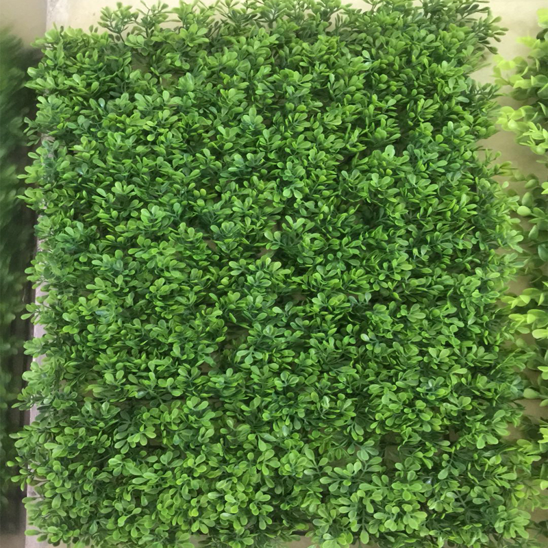 米蘭草圖片/米蘭草樣板圖 (3)