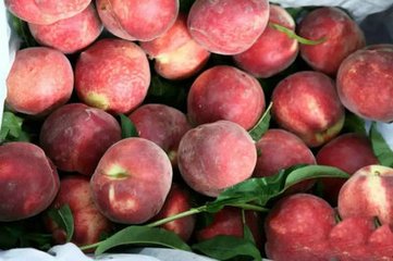 大果血桃9號圖片