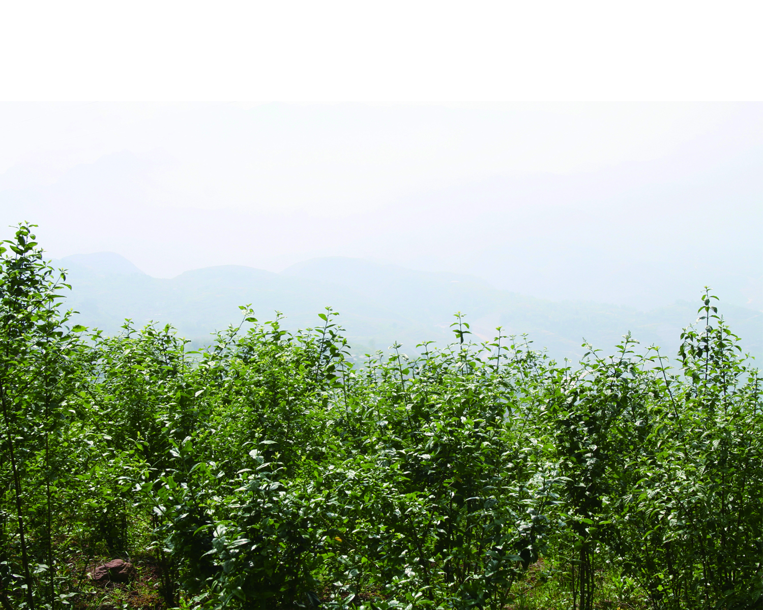 神豆腐樹苗圖片/神豆腐樹苗樣板圖 (4)