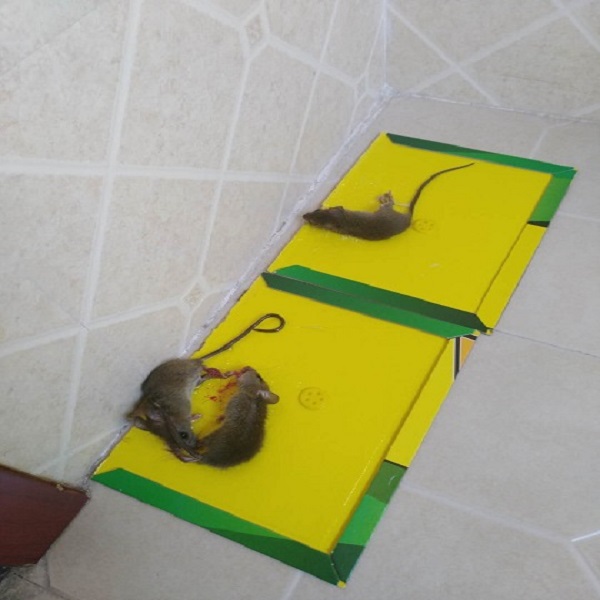 滅蟑螂公司圖片/滅蟑螂公司樣板圖 (4)