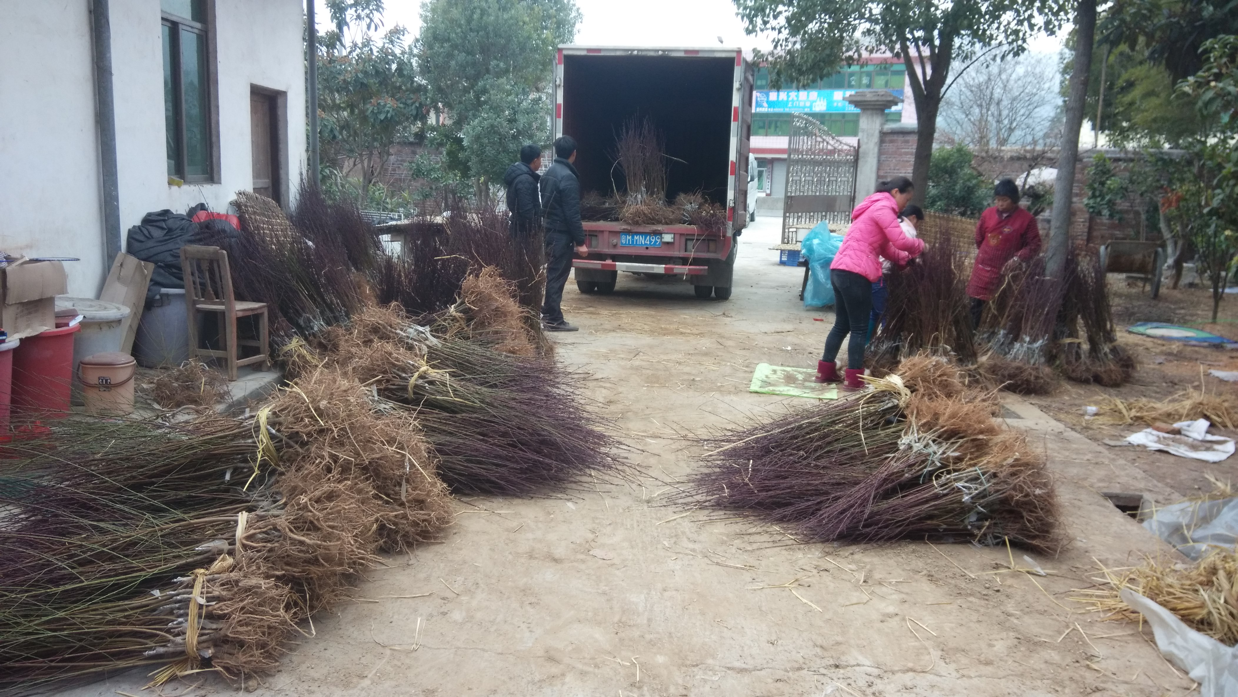 河源市桃苗新品种厂家桃苗新品种_七月成熟的鹰嘴蜜桃_红花鹰嘴桃_正宗连平鹰嘴桃苗供应商连平县禧德福鹰嘴桃苗圃_提供鹰嘴桃种植管理技术.