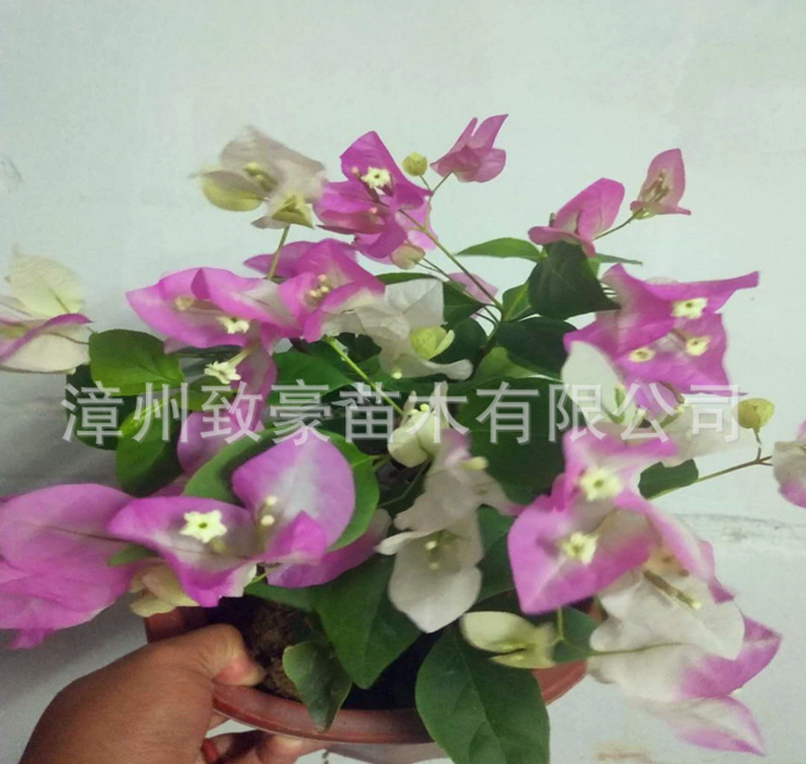 紅三角梅盆栽爬藤植物圖片/紅三角梅盆栽爬藤植物樣板圖 (1)