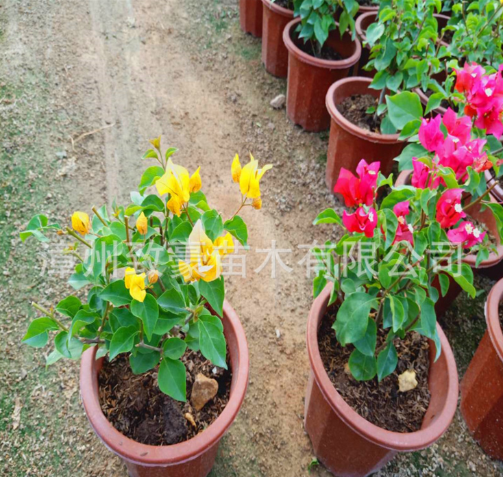福建廠家直銷【小金雀】黃色三角梅圖片/福建廠家直銷【小金雀】黃色三角梅樣板圖 (1)