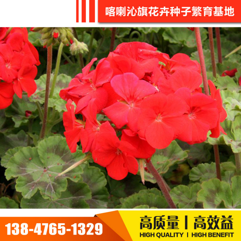 喀喇沁旗花卉種子圖片