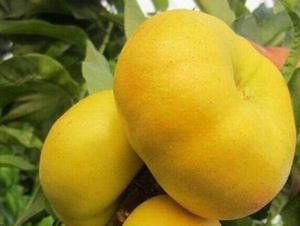 蟠桃圖片/蟠桃樣板圖 (1)