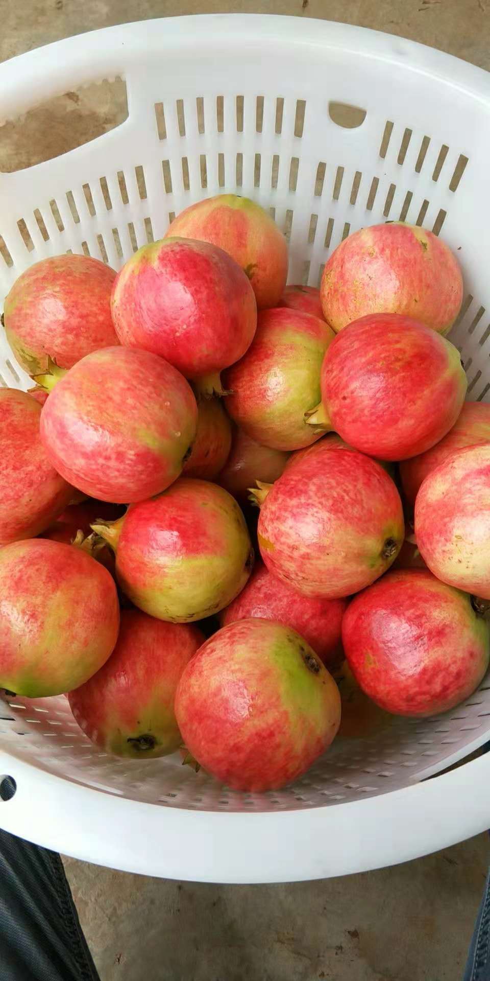 軟籽石榴圖片/軟籽石榴樣板圖 (3)