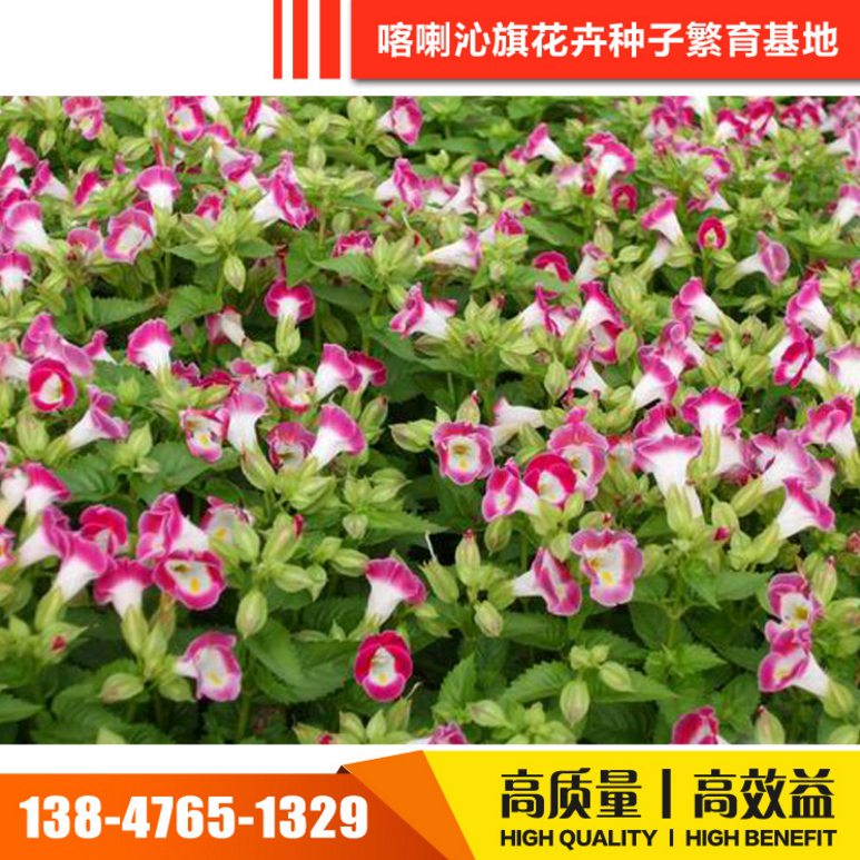 花卉種子圖片/花卉種子樣板圖 (3)