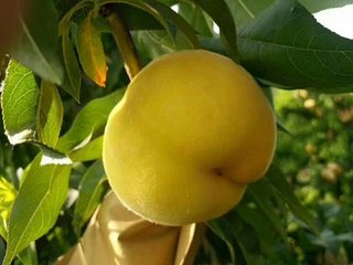 金黃金桃：又名晚黃金桃圖片/金黃金桃：又名晚黃金桃樣板圖 (1)