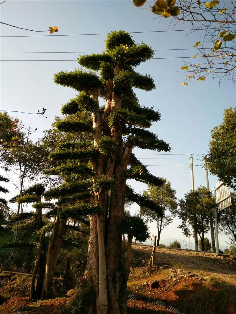 造型小葉女貞圖片/造型小葉女貞樣板圖 (3)