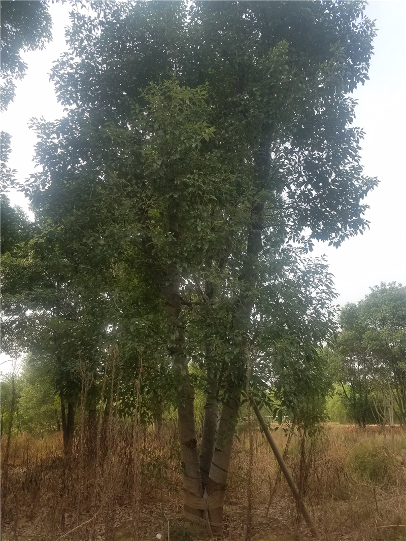 香樟樹，*香樟，多桿香樟，優(yōu)價出售香樟