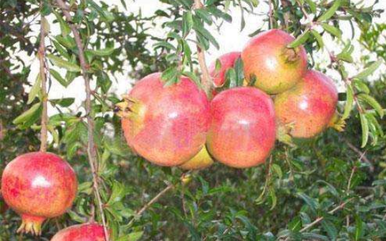 軟籽石榴苗圖片/軟籽石榴苗樣板圖 (4)