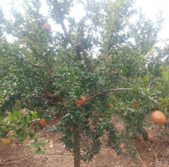 軟籽石榴苗圖片/軟籽石榴苗樣板圖 (1)