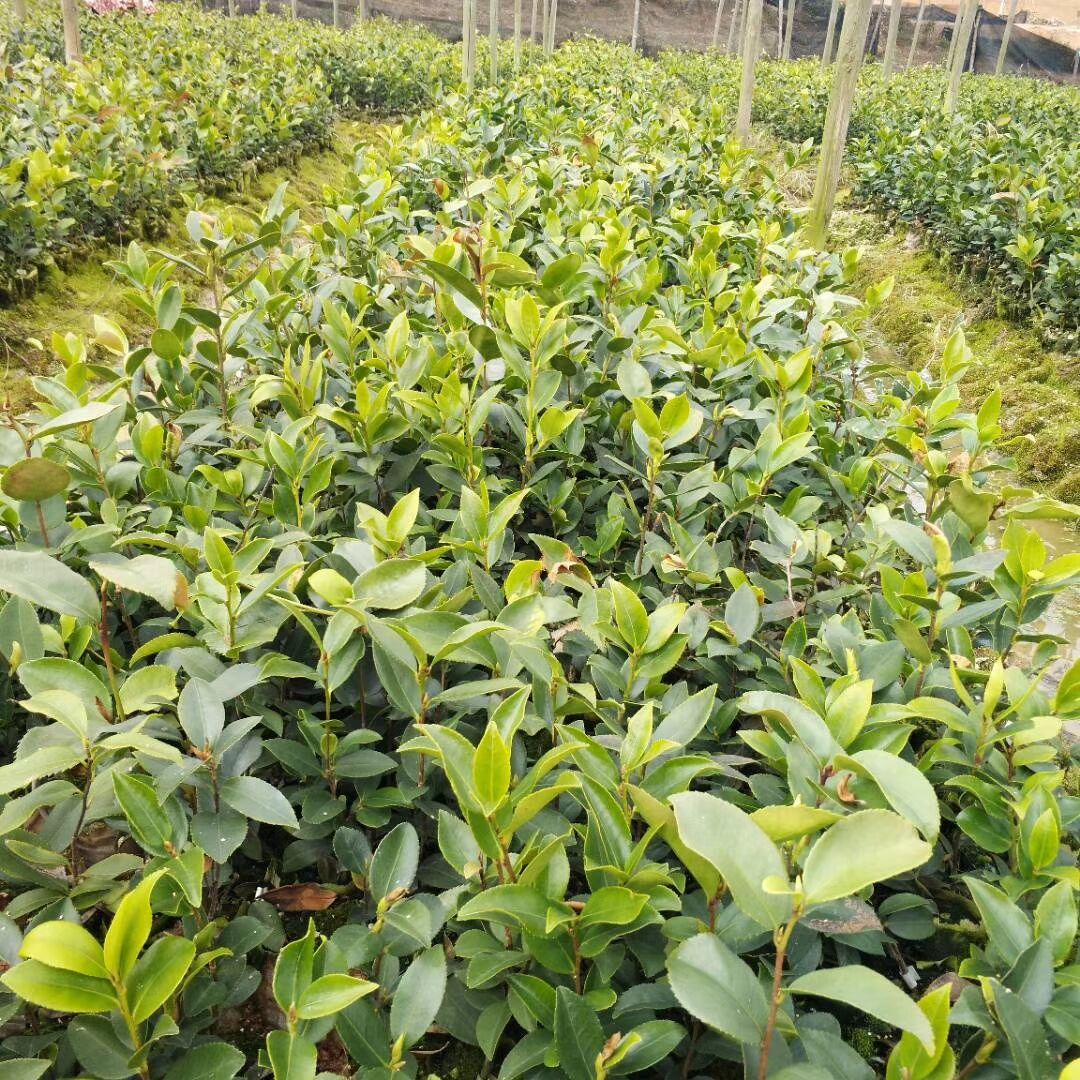 茶苗-茶苗批發(fā)-茶苗基地-茶苗供應商