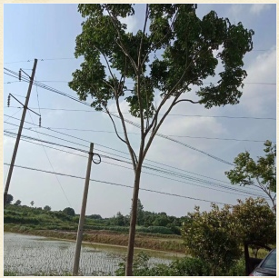 供應欒樹移植苗批發(fā)價格報價/明云苗木大量供應欒樹/湖北欒樹移植苗代理商供應商/優(yōu)質樹苗采購哪家好