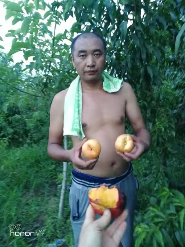 中油蟠7號圖片/中油蟠7號樣板圖 (4)