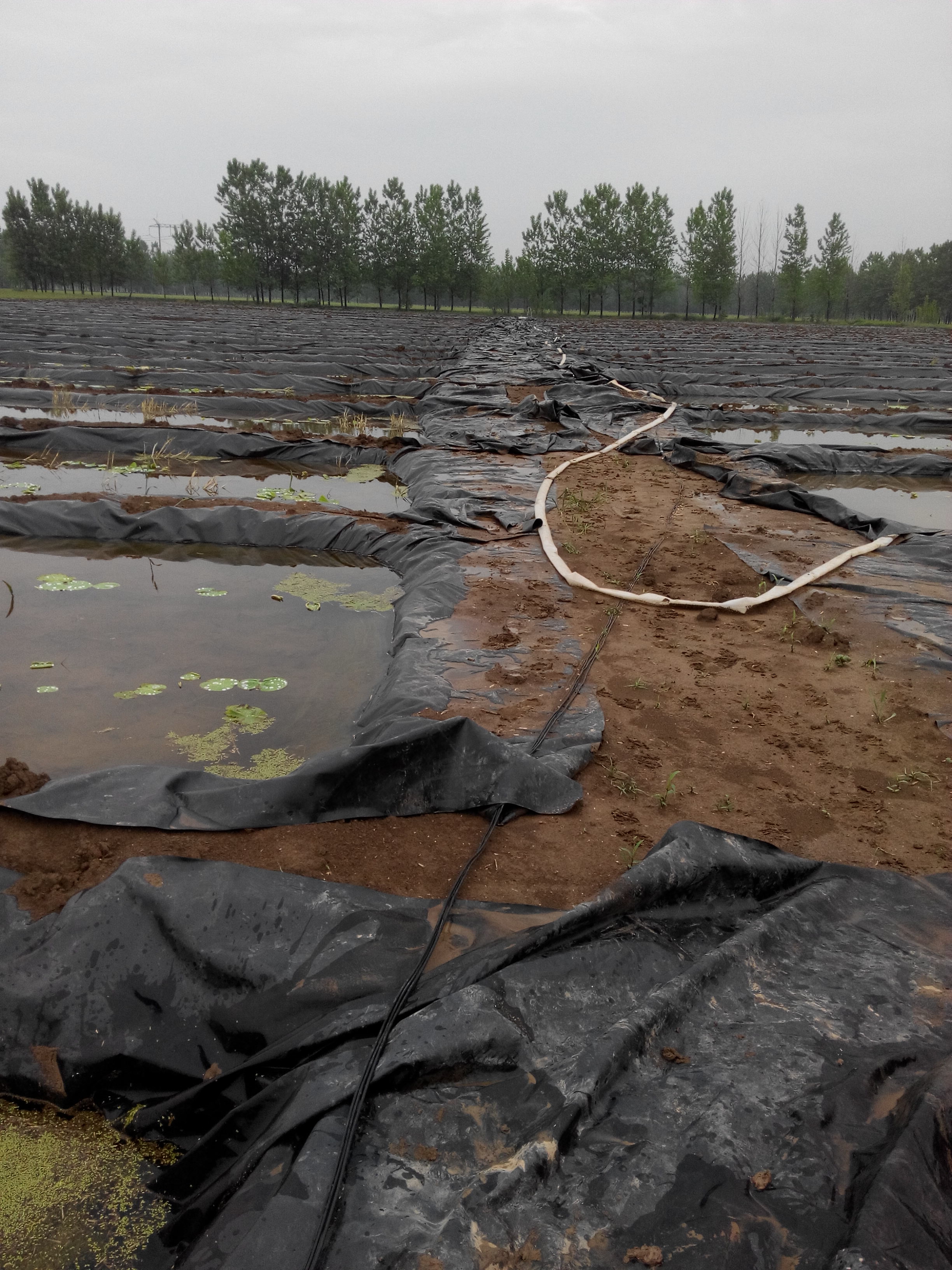沉淀池防滲膜圖片/沉淀池防滲膜樣板圖 (4)