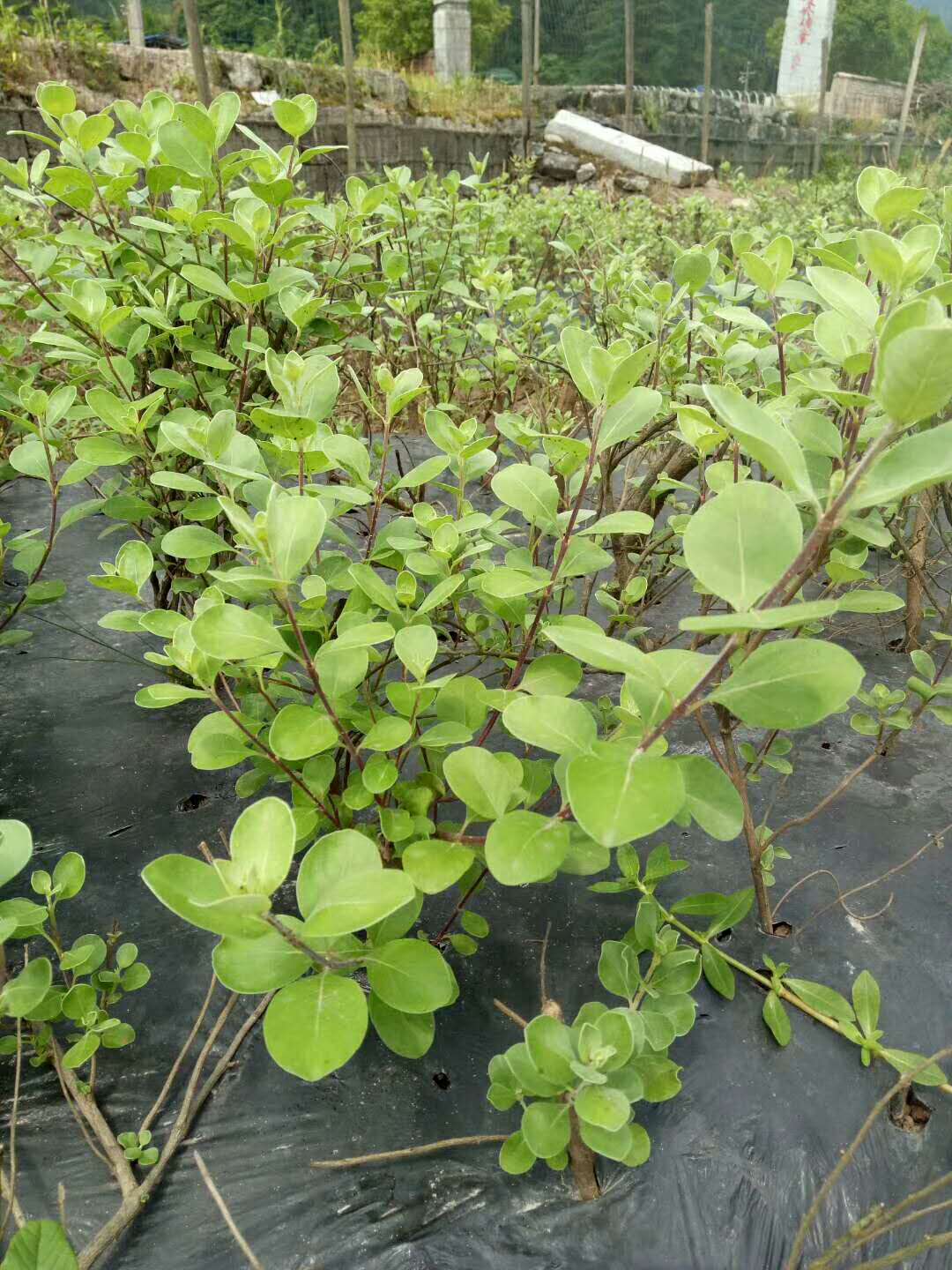 广西蔓荆子苗批发报价-广西蔓荆子苗供货商-广西蔓荆子苗基地图片