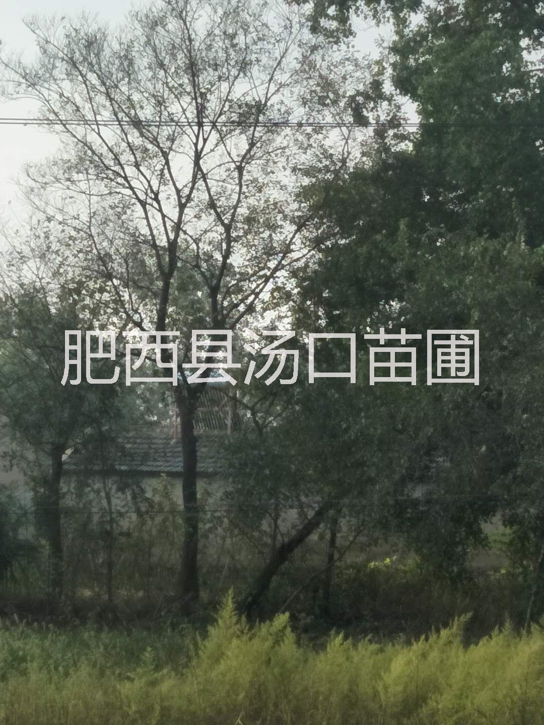 樸樹圖片/樸樹樣板圖 (3)