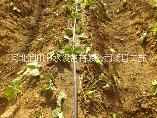 草莓灌溉圖片/草莓灌溉樣板圖 (1)