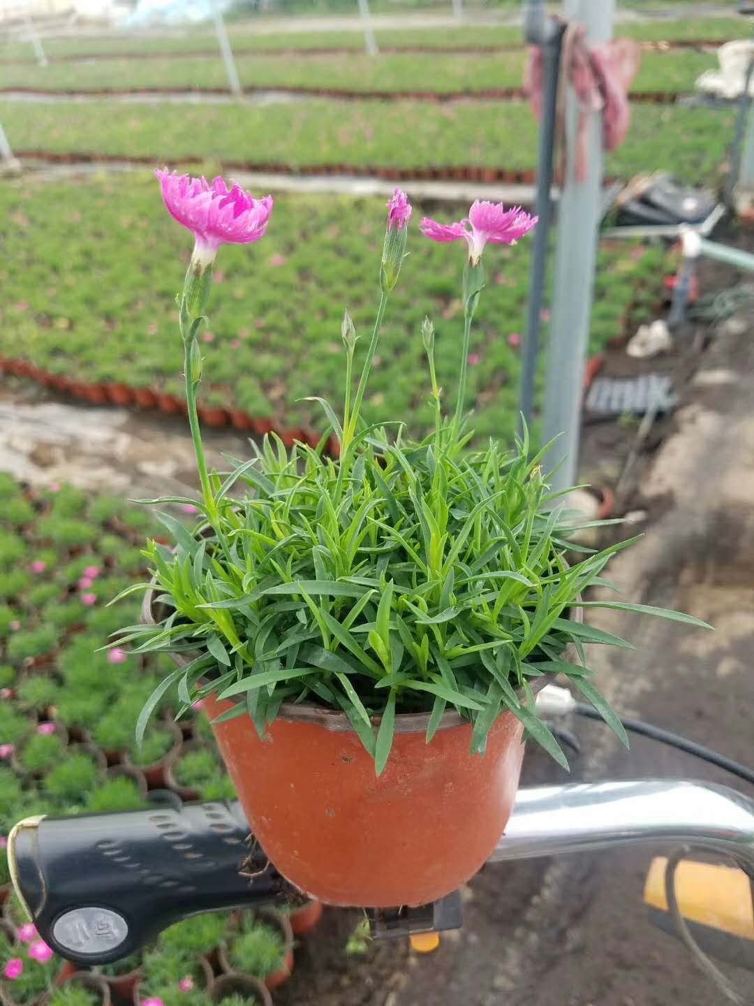 霜降之后開花的植物有哪些圖片/霜降之后開花的植物有哪些樣板圖 (2)