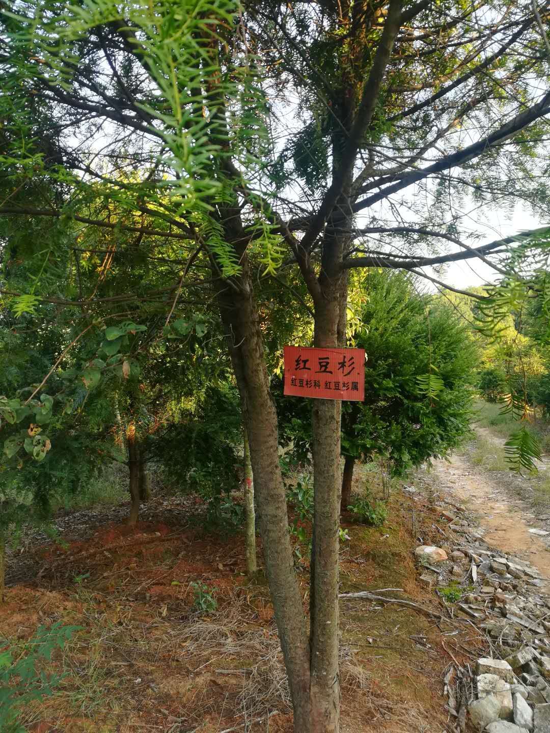 紅豆杉圖片/紅豆杉樣板圖 (2)