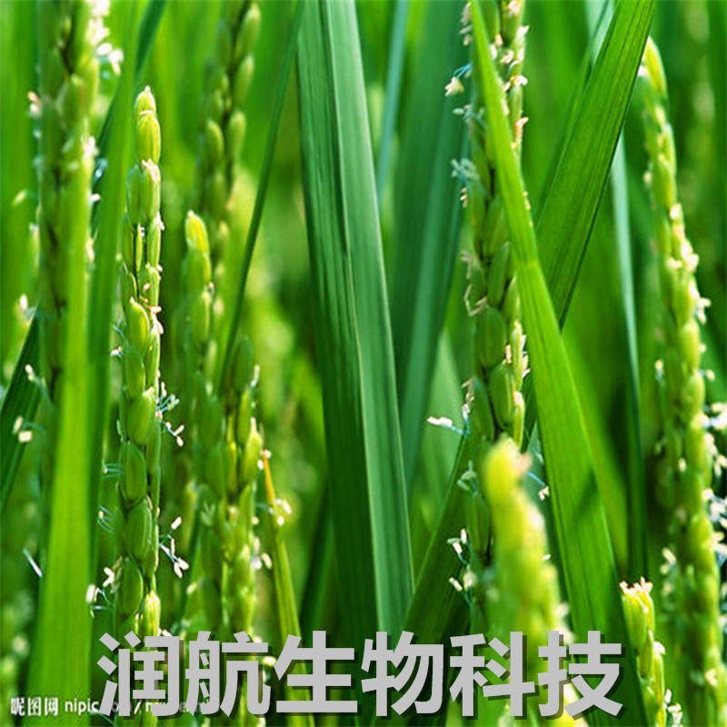 麥芽糊精圖片/麥芽糊精樣板圖 (1)