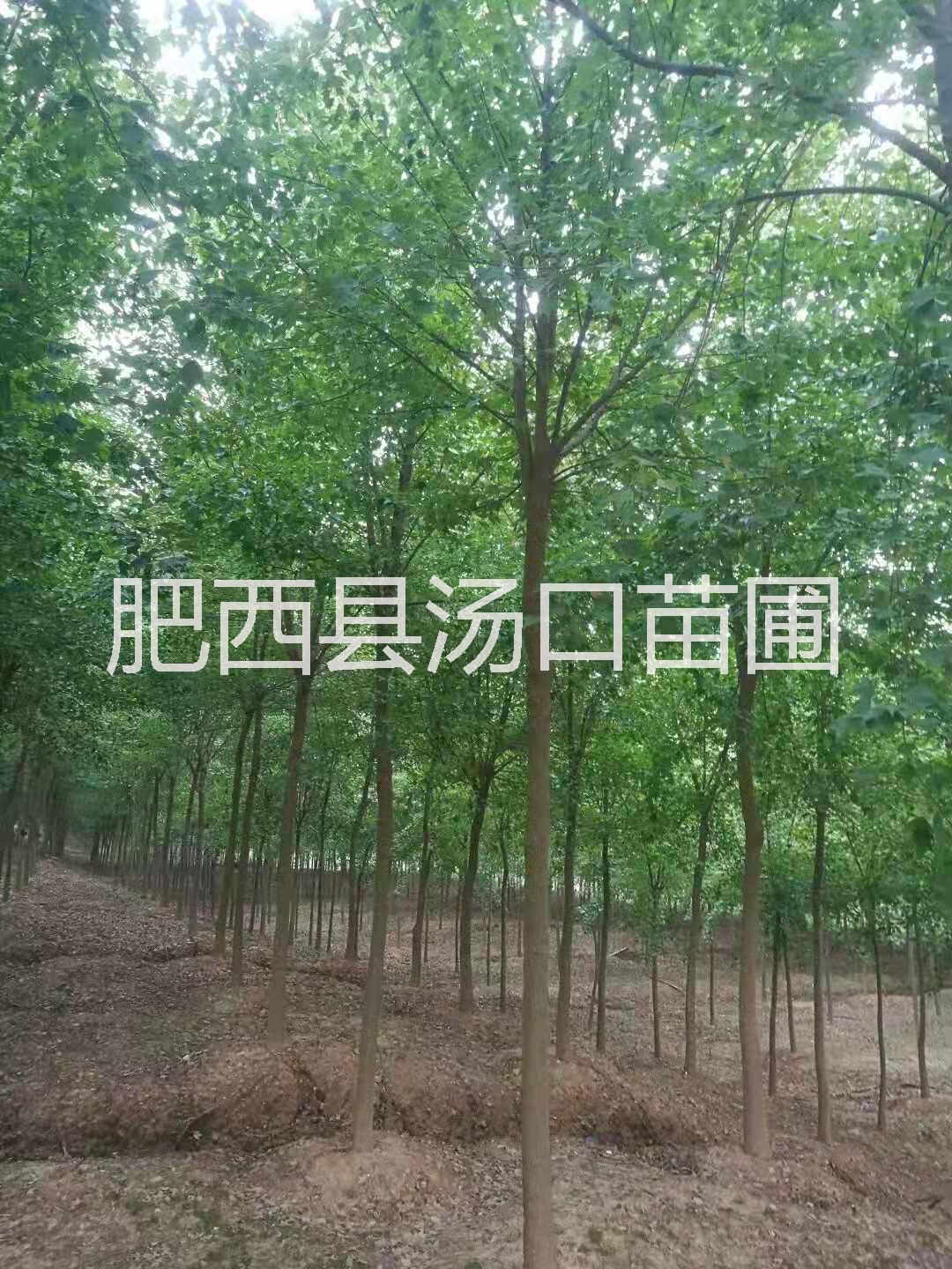 三角楓價格圖片/三角楓價格樣板圖 (2)