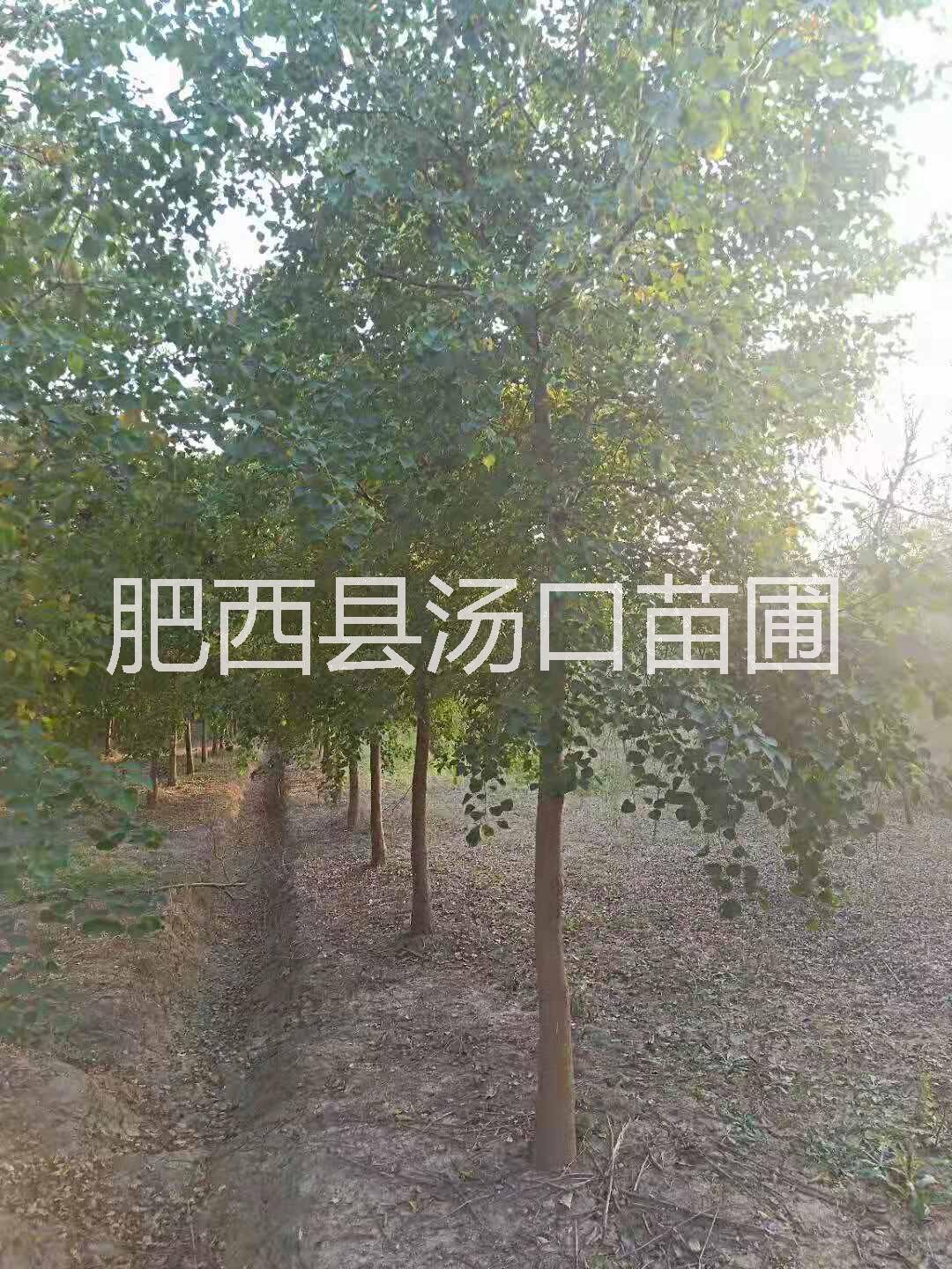安徽10公分烏桕12公分烏桕價(jià)格15公分烏桕 全冠實(shí)生苗