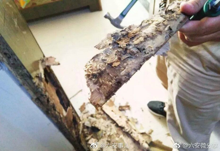 小櫥柜大櫥柜里有白蟻該怎么辦圖片/小櫥柜大櫥柜里有白蟻該怎么辦樣板圖 (1)