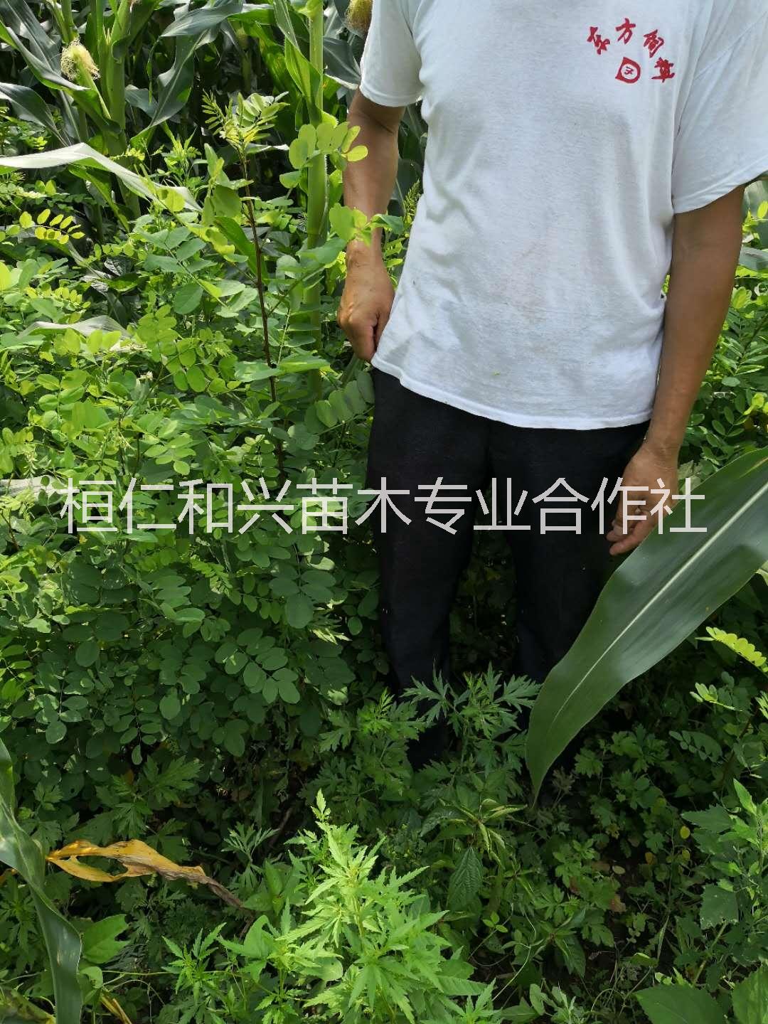 山西刺槐一年苗圖片/山西刺槐一年苗樣板圖 (2)