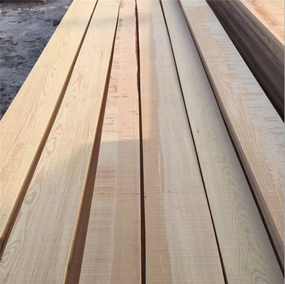 樟子松圖片/樟子松樣板圖 (2)