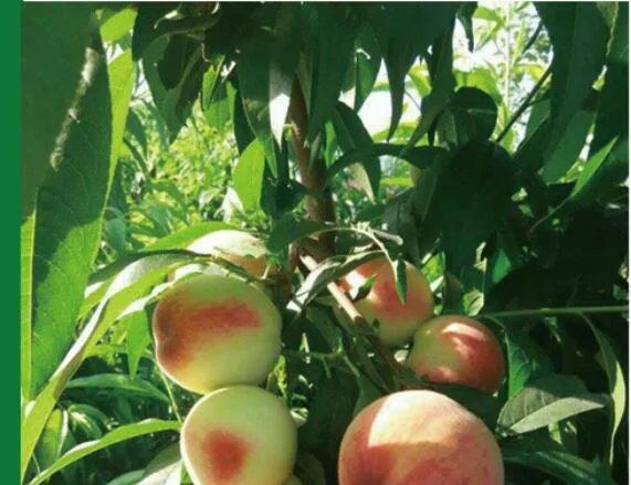 特早紅脆王，優(yōu)質(zhì)早熟桃，早熟桃新品種，早熟桃樹苗批發(fā)，早熟桃樹苗價(jià)格，好吃的早熟桃