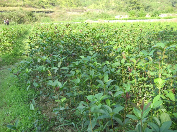 湖北桂花树苗图片