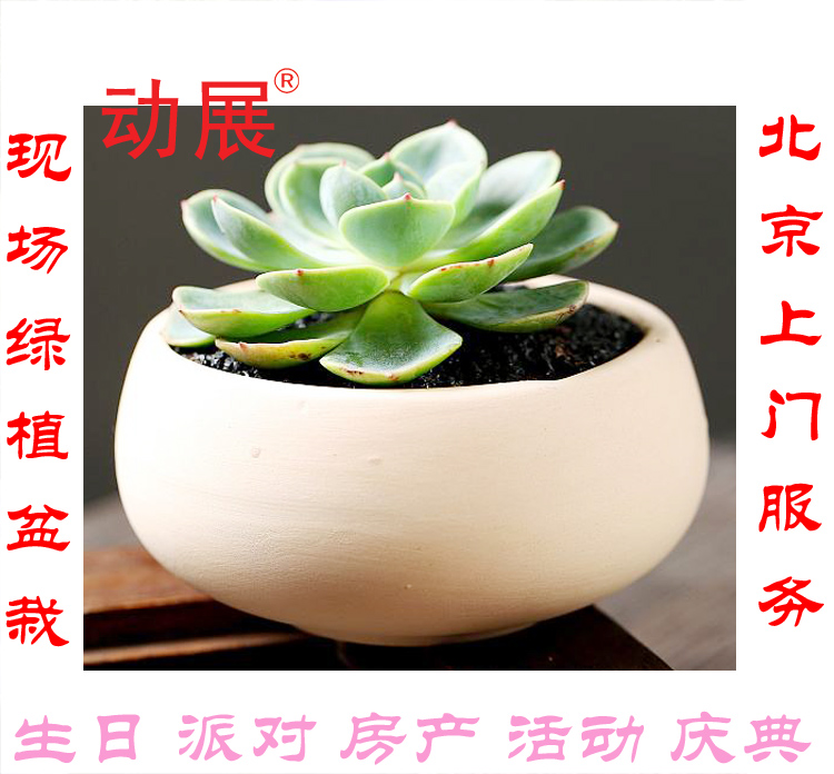 盆栽綠植圖片/盆栽綠植樣板圖 (1)