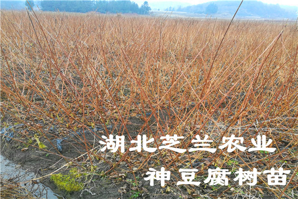 湖北恩施觀音豆腐樹苗*豆腐樹苗柴豆腐樹優(yōu)惠批發(fā) 觀音豆腐樹苗*豆腐樹苗柴豆腐樹 神豆腐樹苗*豆腐樹苗豆腐柴樹