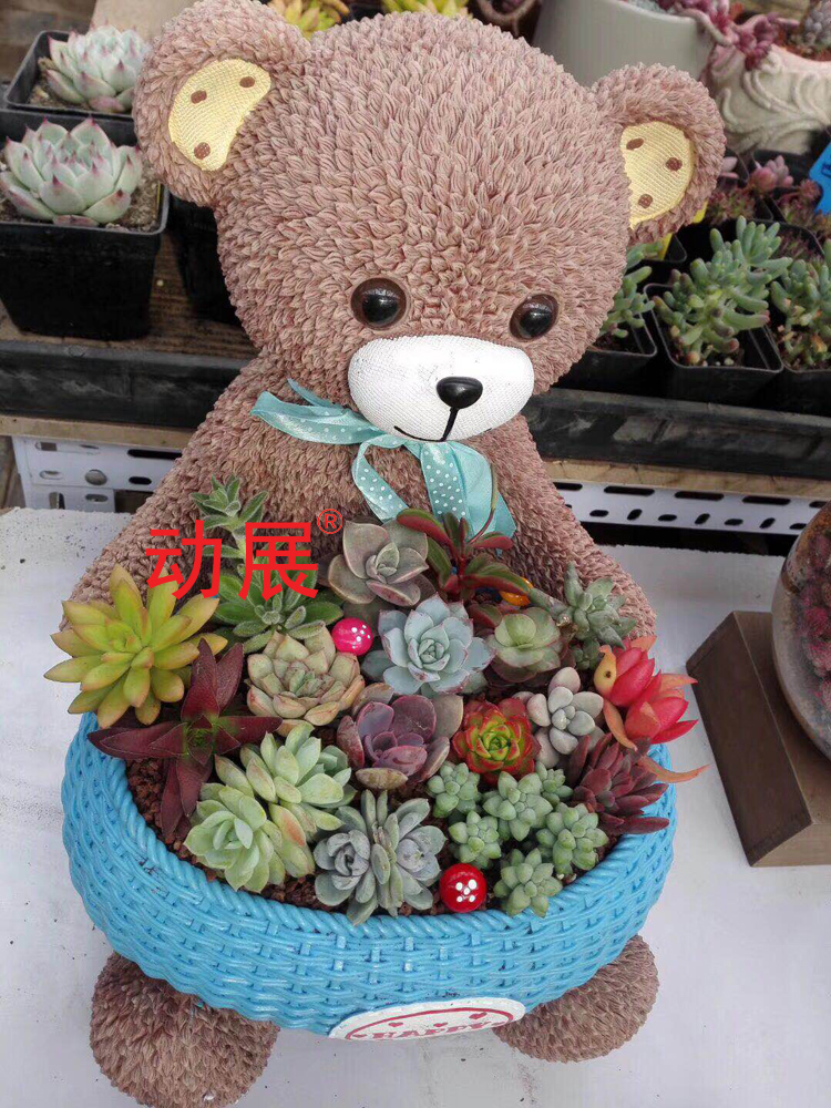 盆栽綠植圖片/盆栽綠植樣板圖 (3)