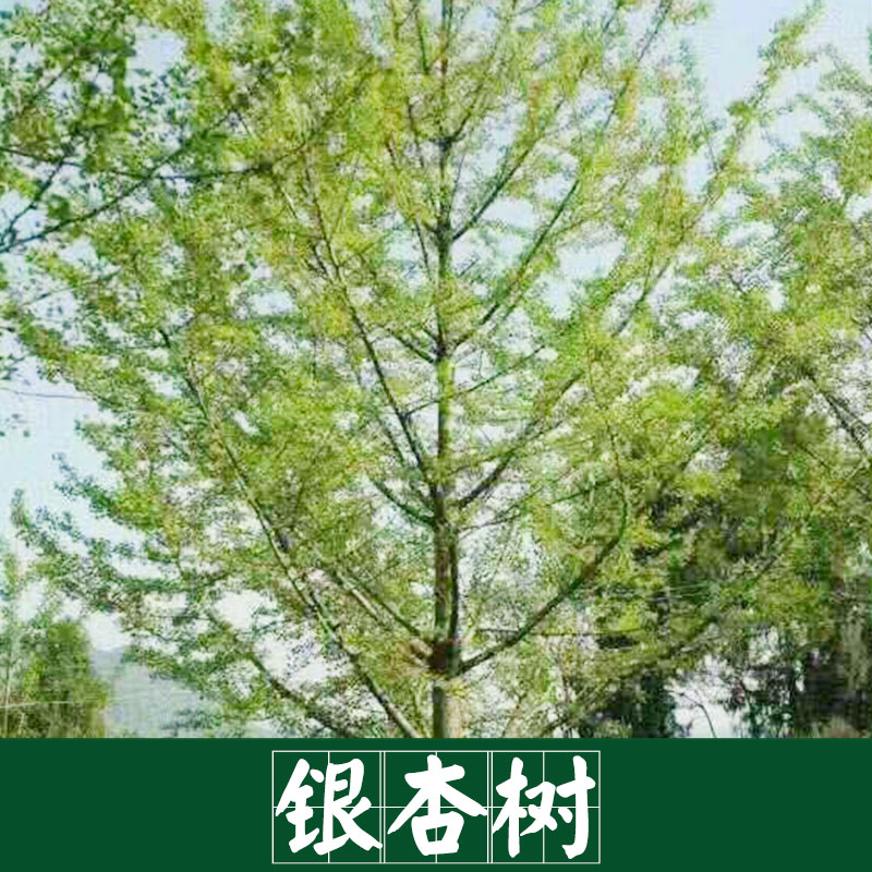 厂家直销 供应银杏树 景观园林树木 厂家直销 服务好 运输有保障 银杏树 欢迎质询图片