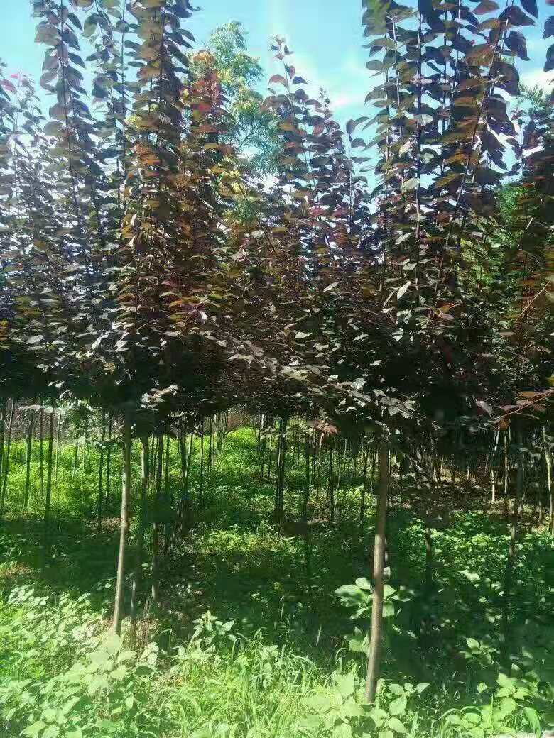 紅葉李圖片/紅葉李樣板圖 (1)