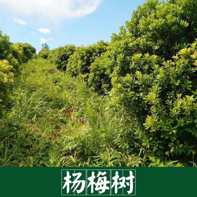 楊梅樹圖片/楊梅樹樣板圖 (3)