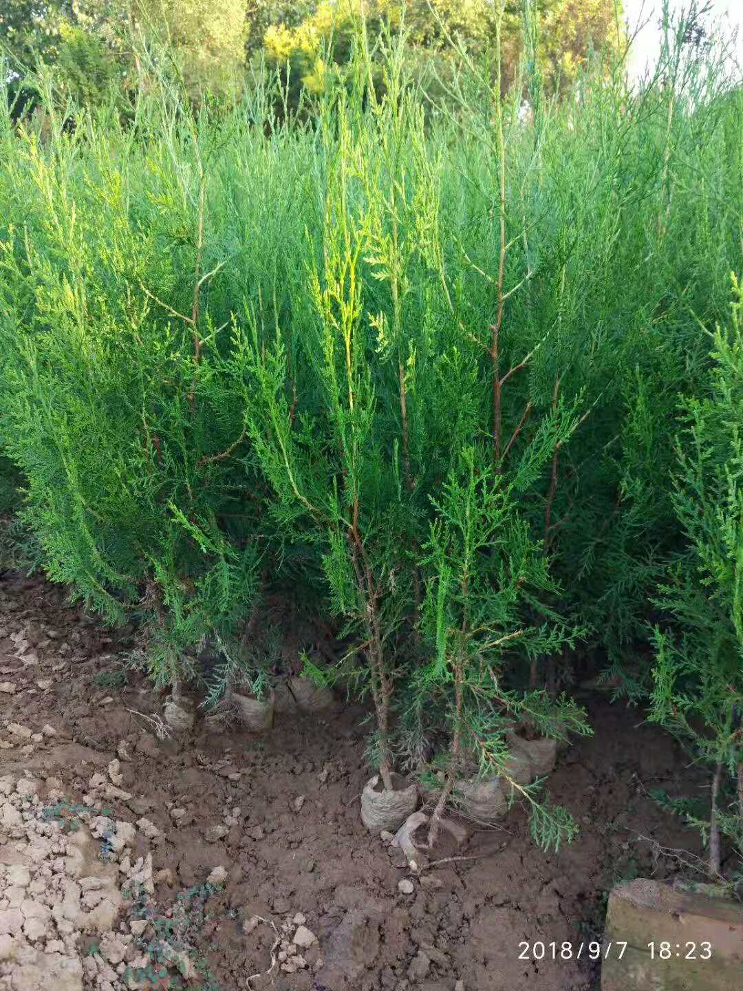 侧柏 陕西侧柏供应商  陕西侧柏苗木基地 全国侧柏价格  陕西侧柏批发 侧柏供应厂家 侧柏苗批发图片