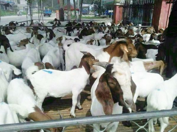 波爾山羊圖片/波爾山羊樣板圖 (2)