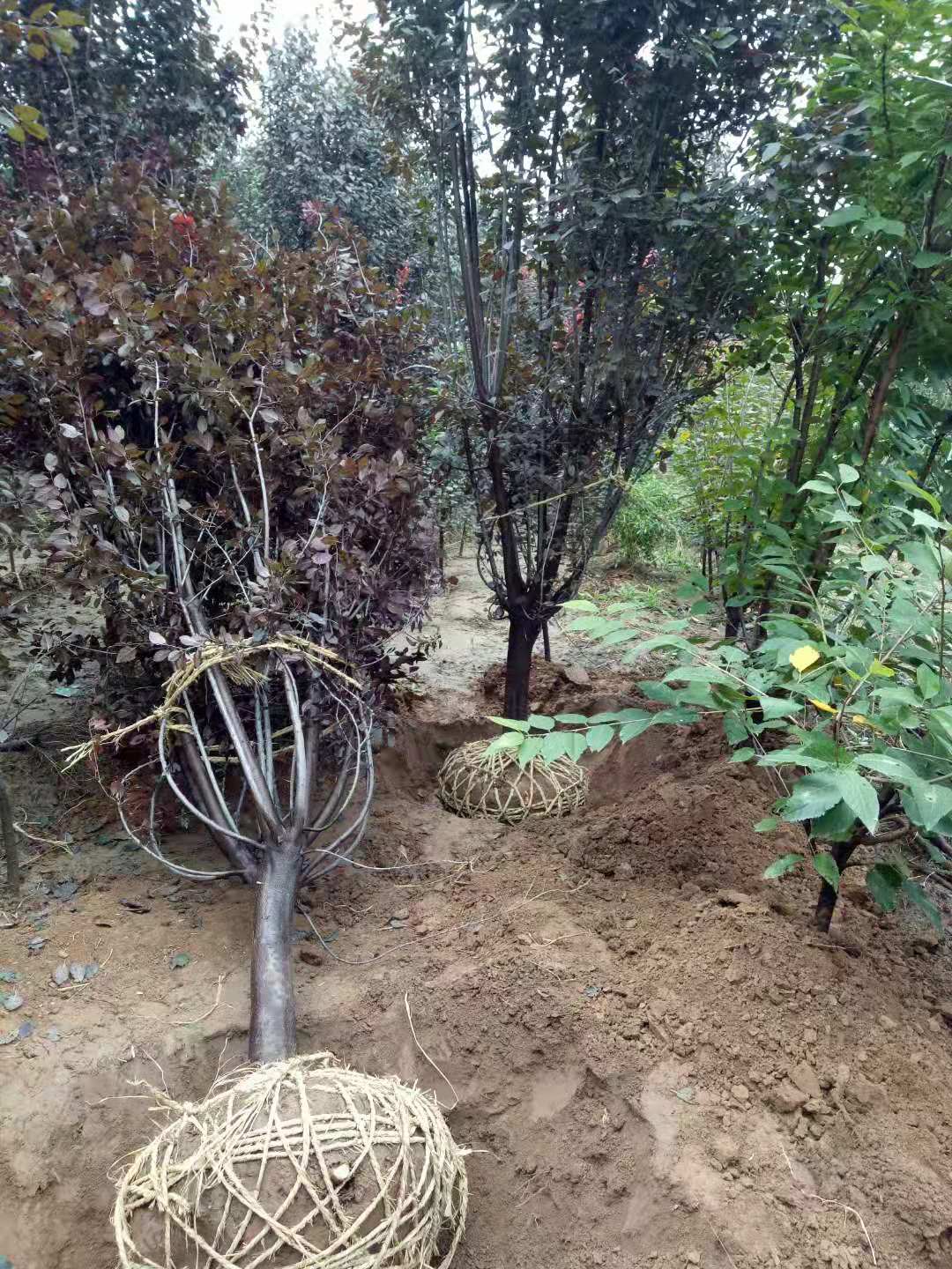 紅葉李圖片/紅葉李樣板圖 (3)