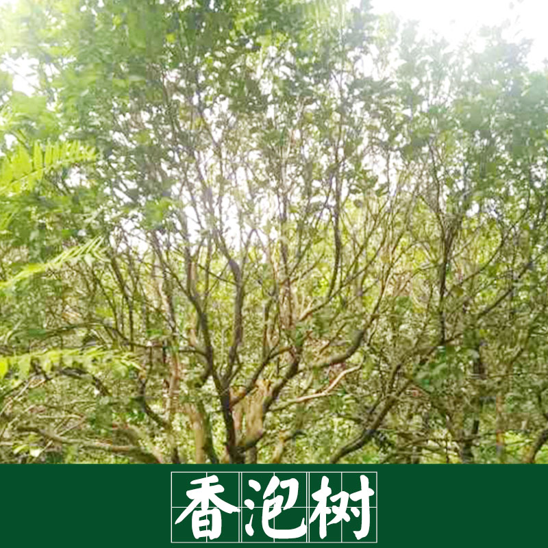 香泡樹(shù)圖片/香泡樹(shù)樣板圖 (4)