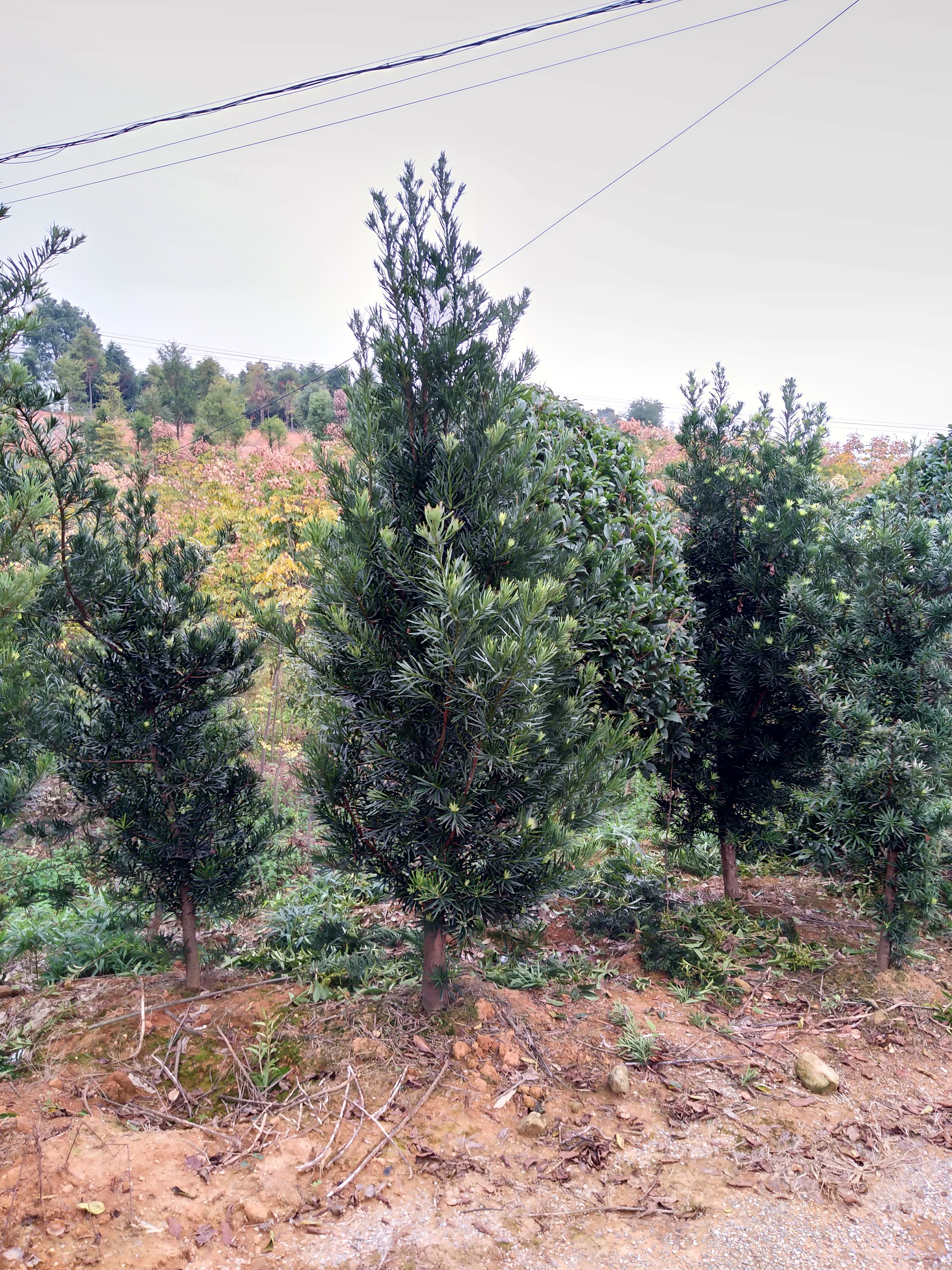 羅漢松圖片/羅漢松樣板圖 (3)