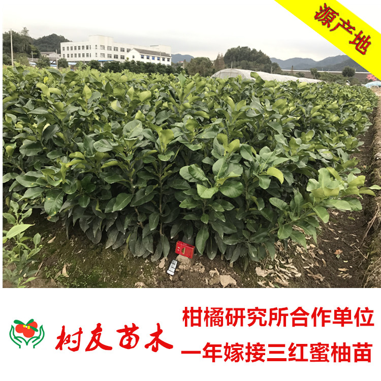 文旦柚树苗  玉环文旦柚大果树苗1-8年当年结果果树苗 1-20年文旦柚 三红蜜柚苗图片