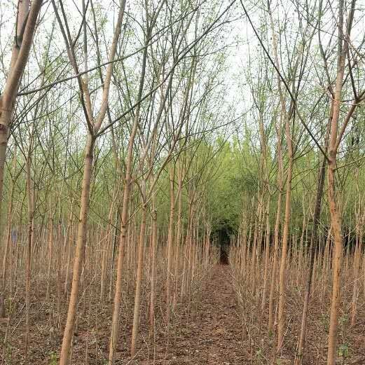 國槐圖片/國槐樣板圖 (1)